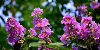 অপরূপা জারুল